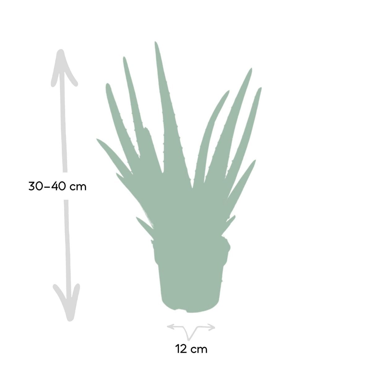 Aloë vera - Ø12 - ↨40cm