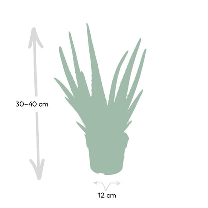 Aloë vera - Ø12 - ↨40cm