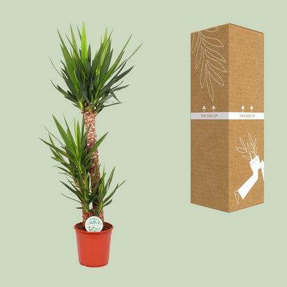 Yucca P24, 90+45+20 (3+ KOP) | [P24-H125]