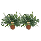 Phlebodium Blue Star - 2 pieces - Ø17cm - Ø60cm
