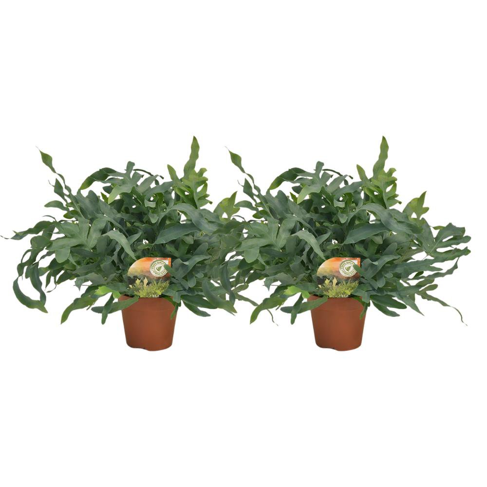 Phlebodium Blue Star - 2 pieces - Ø17cm - Ø60cm
