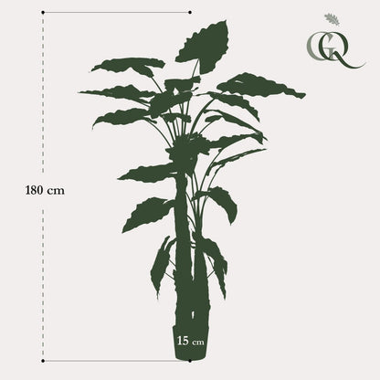 Kunstplant Alocasia 180 cm