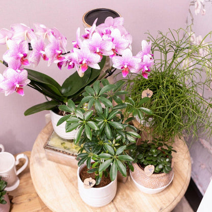 Roze Phalaenopsis Orchidee - Bloeiende Kamerplant, Potmaat Ø9 cm