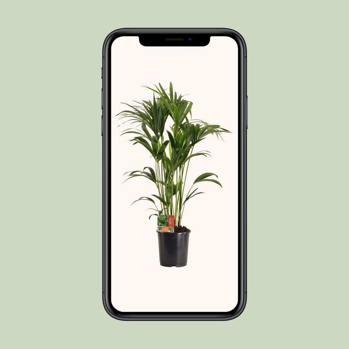 Kamerplant Kentia Howea Forsteriana H120 cm