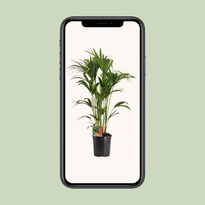Kamerplant Kentia Howea Forsteriana H120 cm