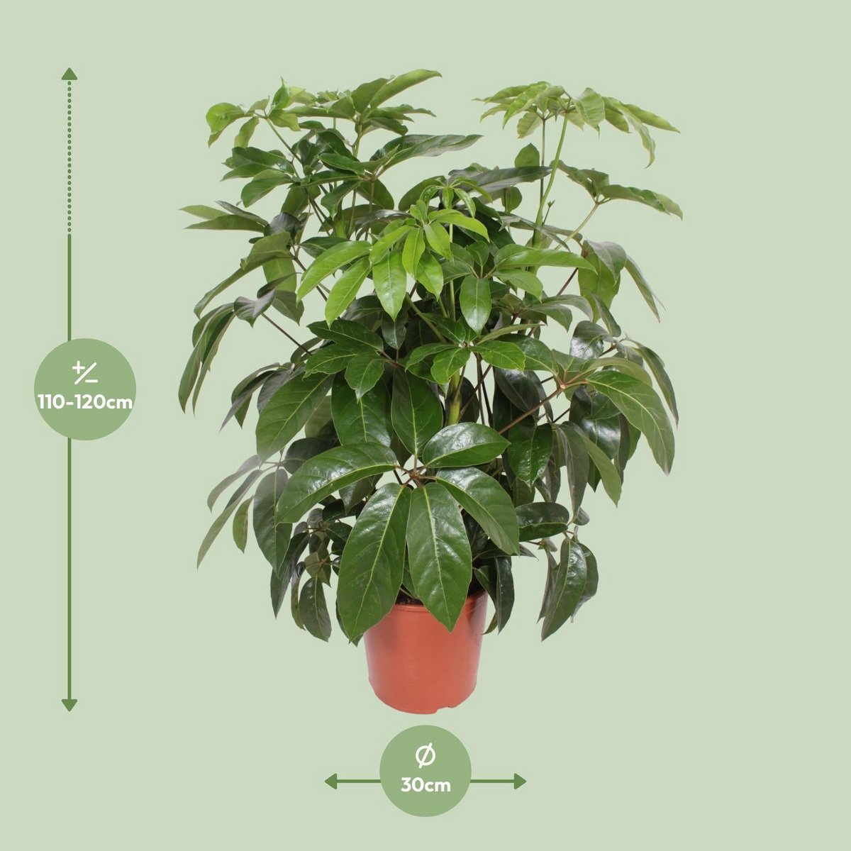 Actinallla Schefflera Love Height 120 cm Pot 30 cm