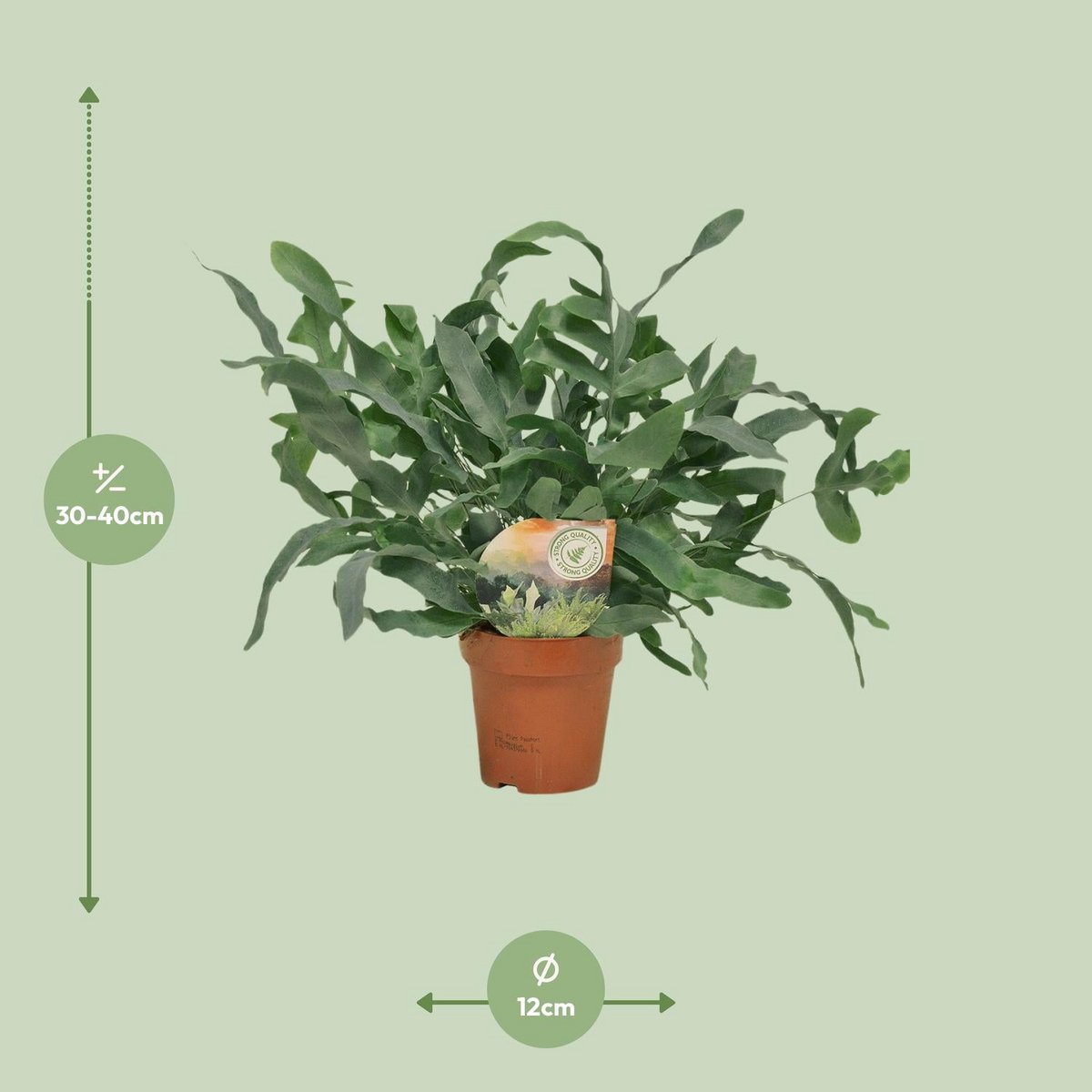 Kamerplant Phlebodium Blue Star Ø12 cm 35 cm