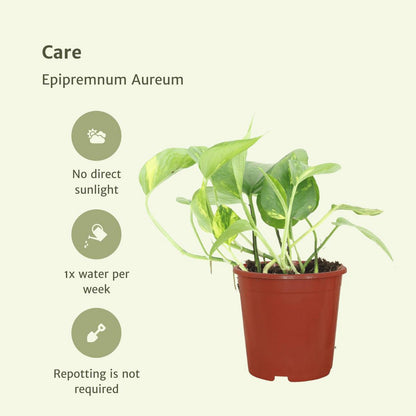 Kamerplant Epipremnum Aureum 4 stuks ø12cm 20cm