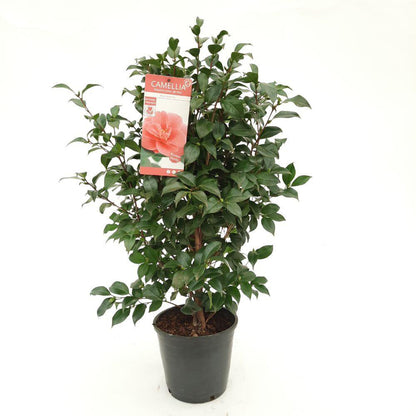Camellia ret. 'Mary Williams' - Ø24cm - ↕70cm