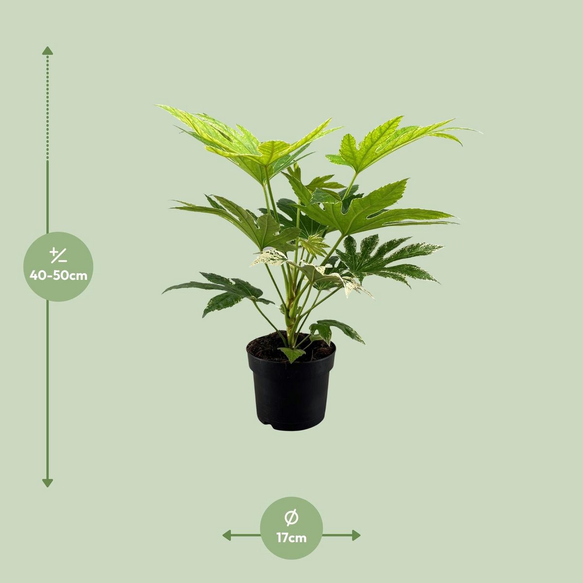 Fatsia japonica Spider Web plant Ø17cm ↕50cm