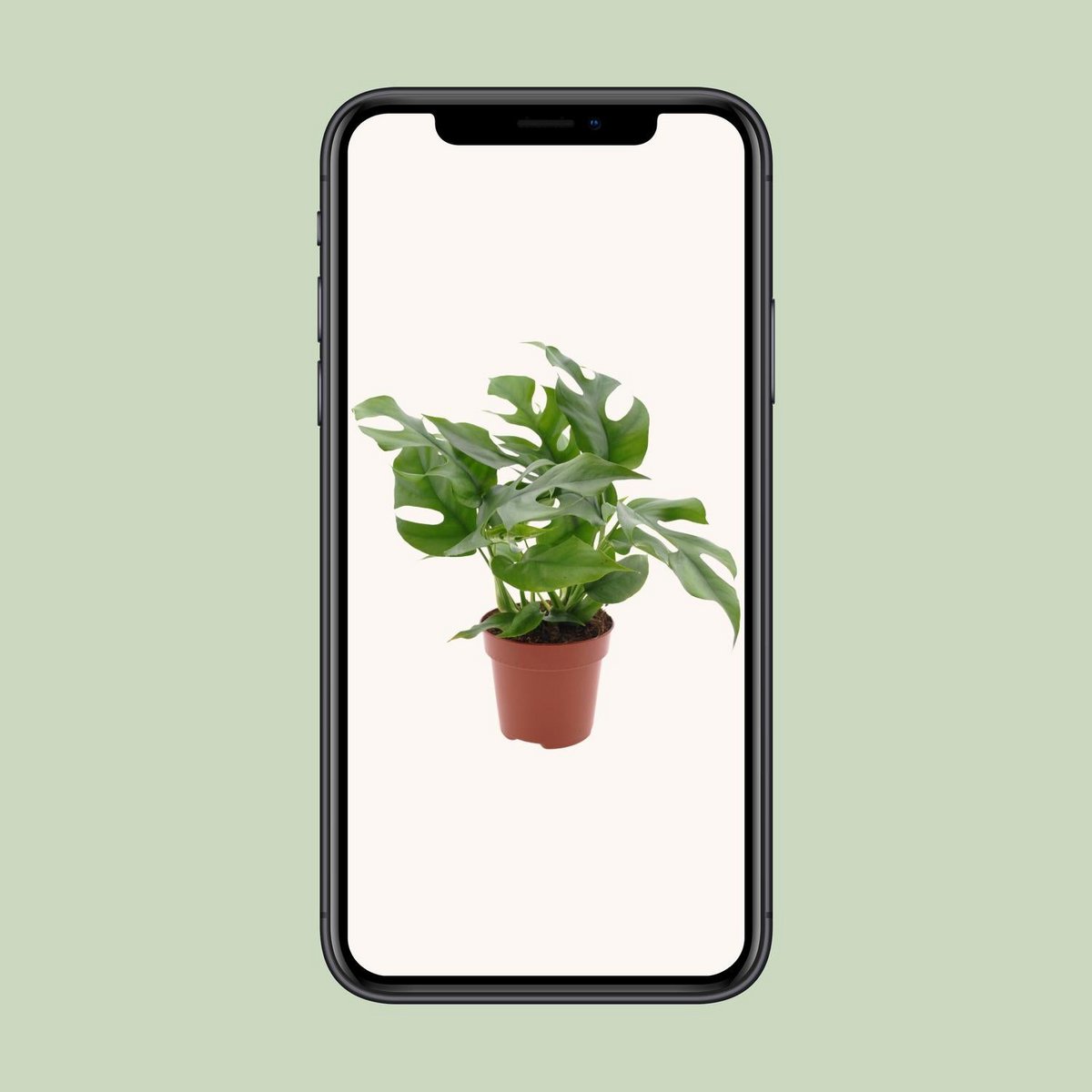 Monstera kamerplant 25 cm potmaat 12 cm