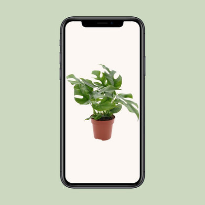 Monstera kamerplant 25 cm potmaat 12 cm