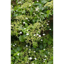Klimhortensia set 3x Hydrangea Petiolaris pot Ø15cm