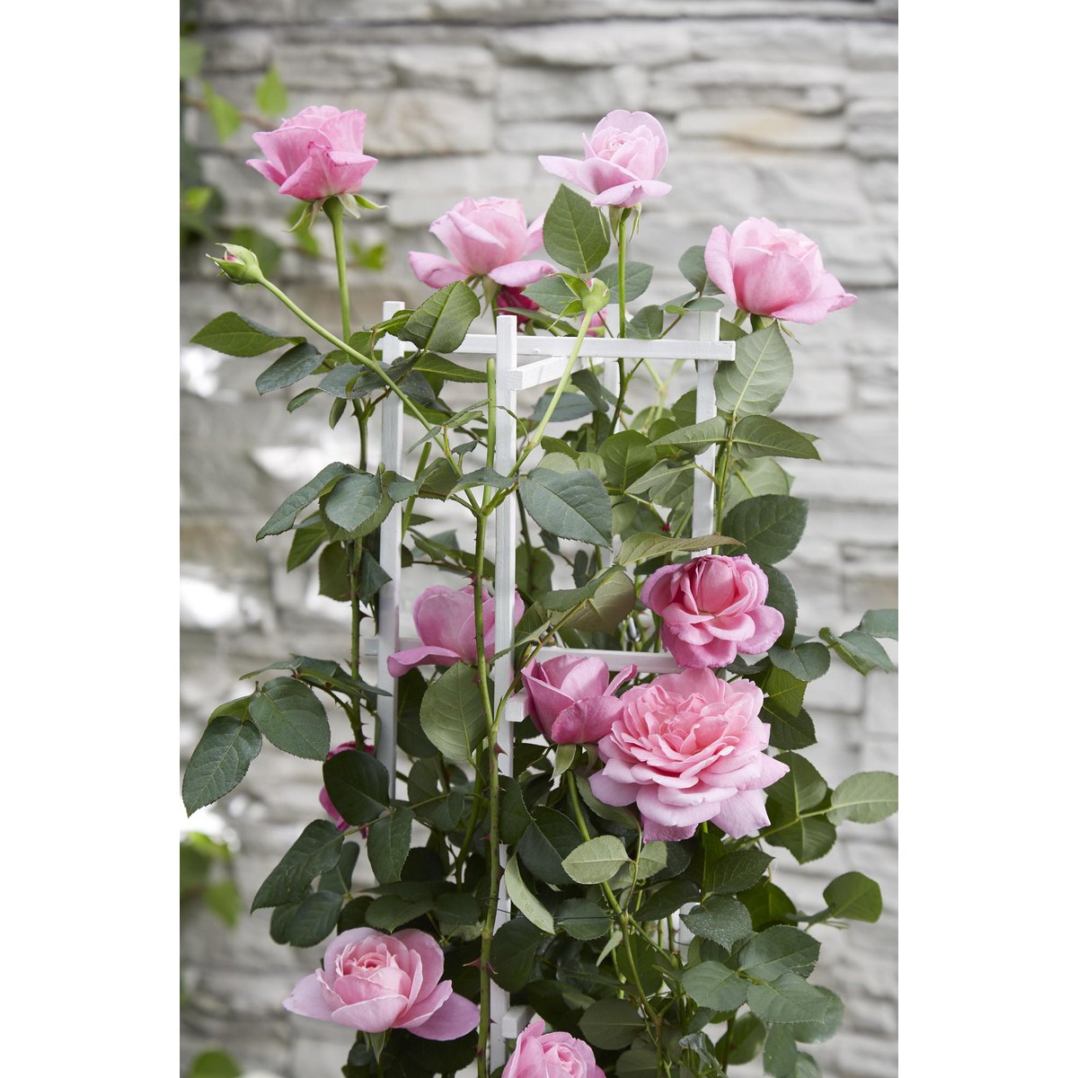 Klimroos Rosa Crazy in love Pink Ø15cm 65cm