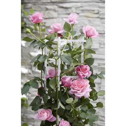 Klimroos Rosa Crazy in love Pink Ø15cm 65cm