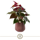 Anthurium Coral arrangement 40 cm pot 16 cm keramiek paars