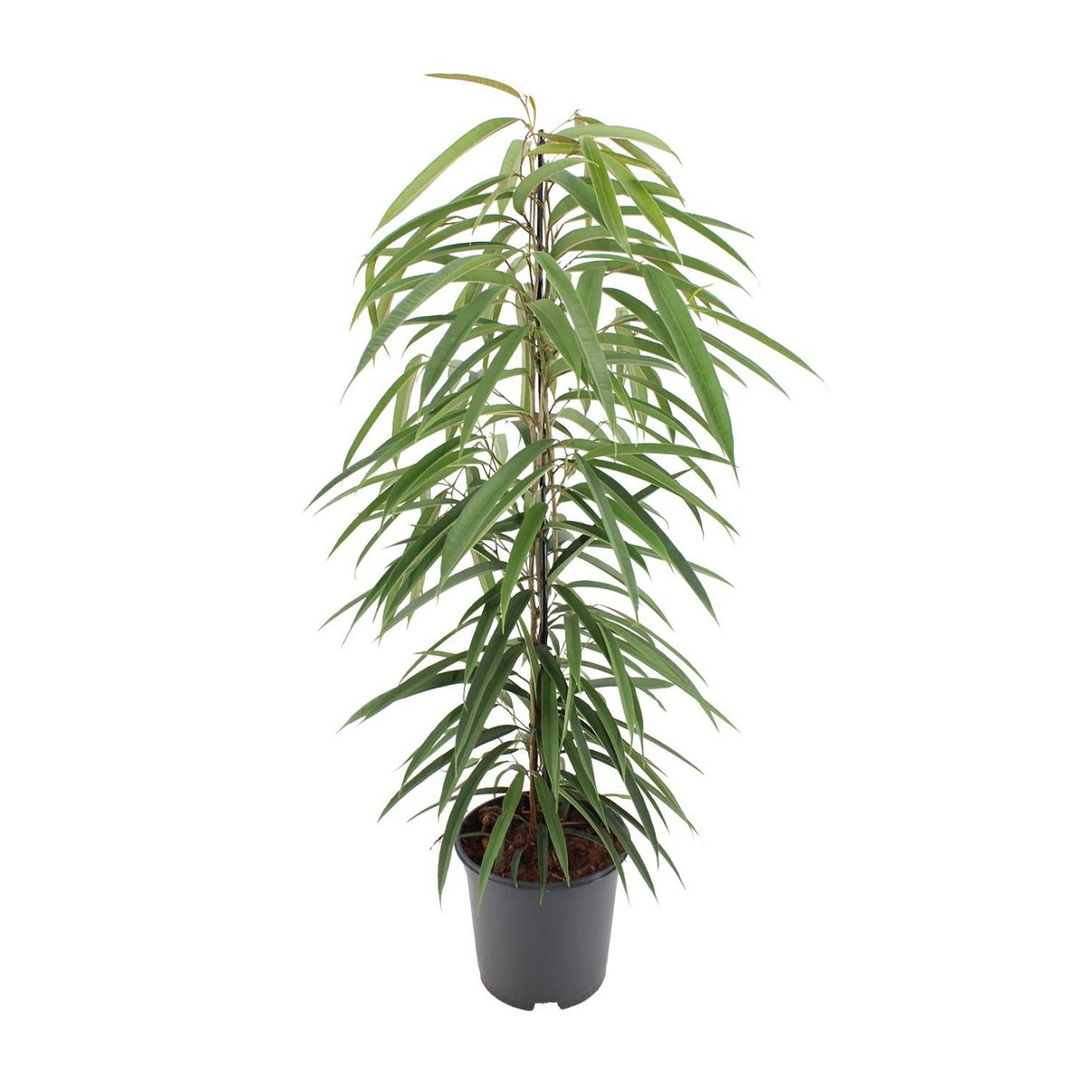 Ficus Binnendijkii Alii kamerplant Ø21cm ↕80cm