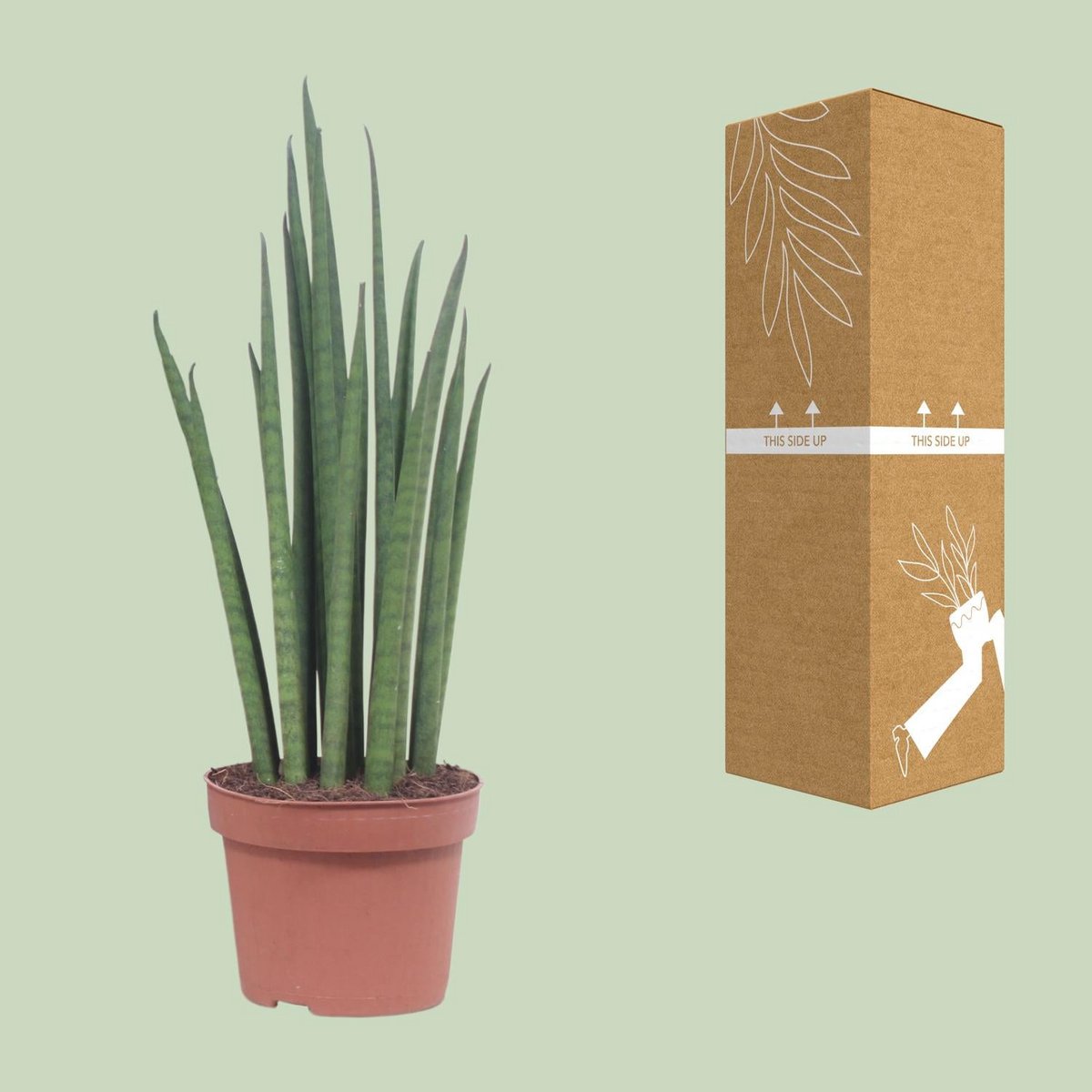 Sansevieria Mickal kamerplant Ø12cm 40cm