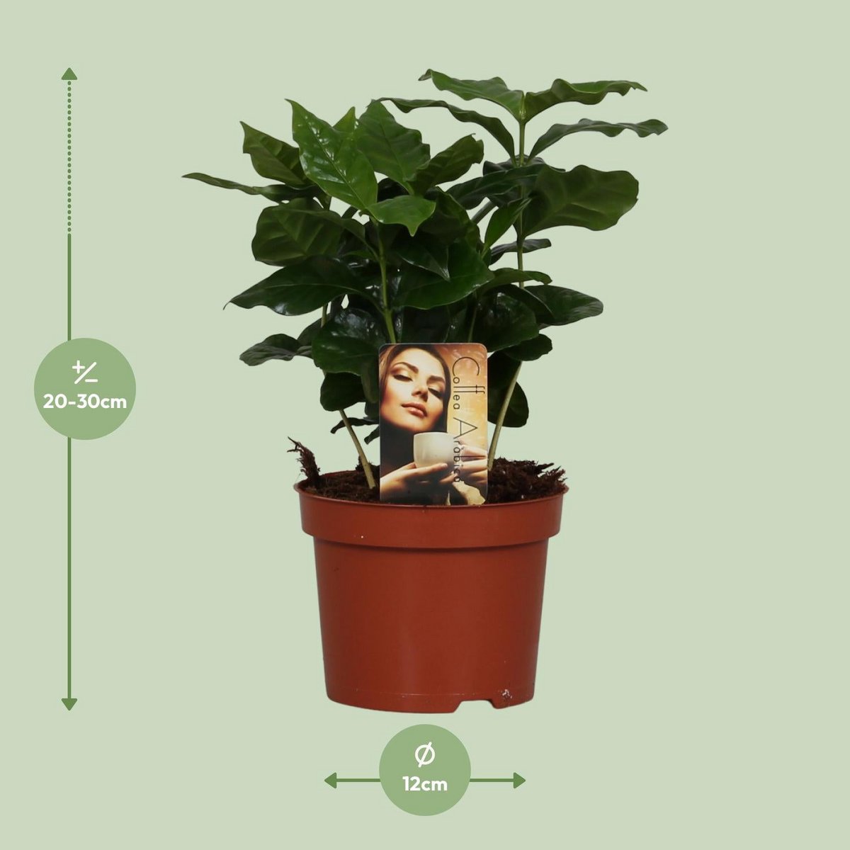 Coffea Arabica - Ø4.7" - ↕9.8"