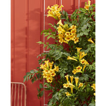 Trompetklimmer Campsis Summer Jazz Gold Trumpet 65cm Ø15cm