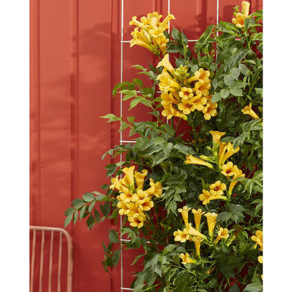 Trompetklimmer Campsis Summer Jazz Gold Trumpet 65cm Ø15cm