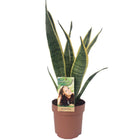Sansevieria Lawrence plant Ø14cm ↕50cm