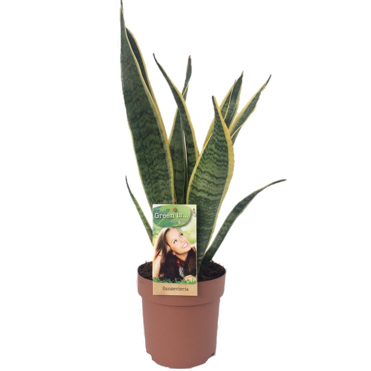 Sansevieria Lawrence plant Ø14cm ↕50cm