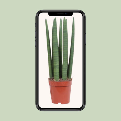 Kamerplant Sansevieria Straight 12 cm pot 40 cm hoog