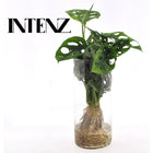 Monstera in Cylinder Glass - Ø12cm - ↕25cm