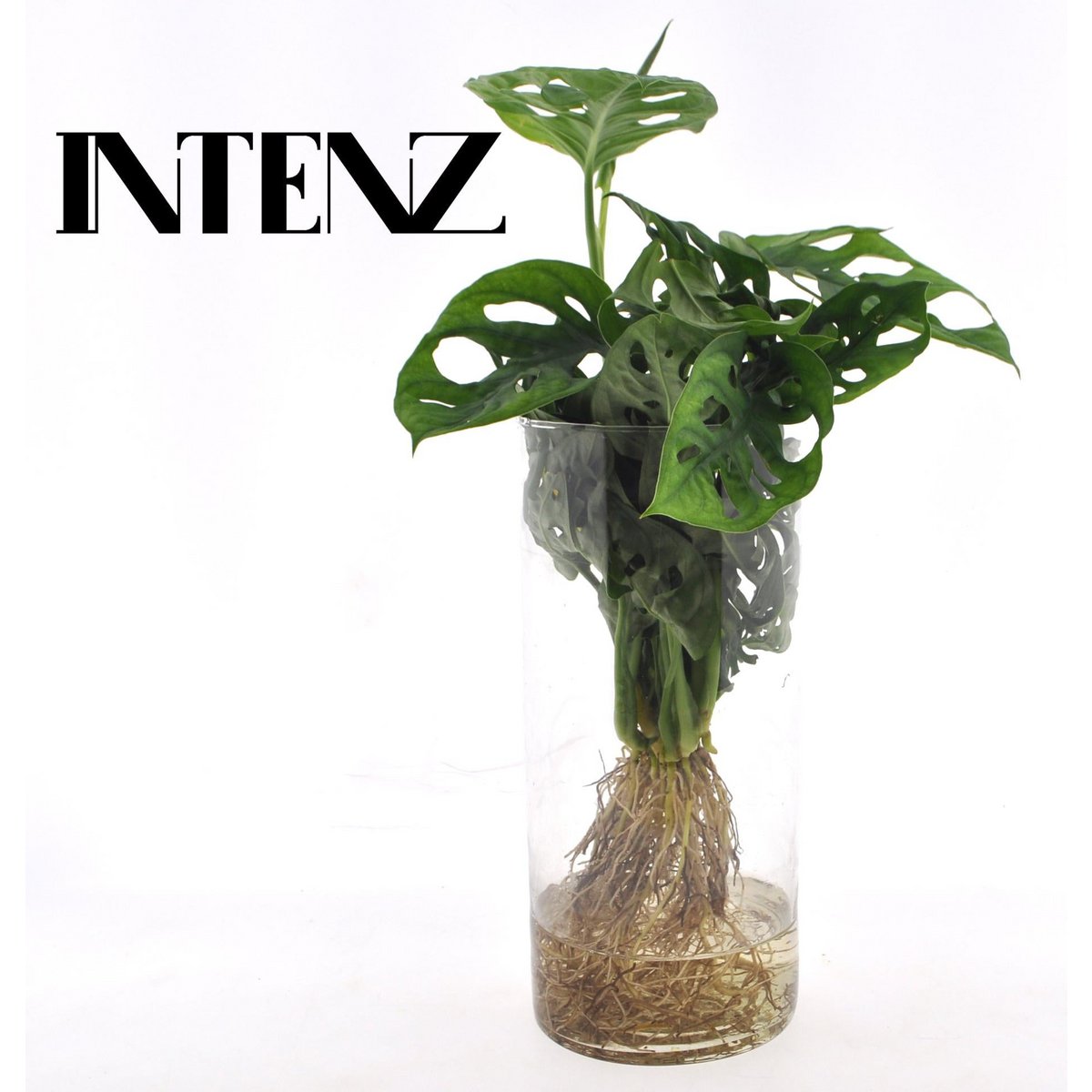 Monstera in Cylinder Glass - Ø12cm - ↕25cm