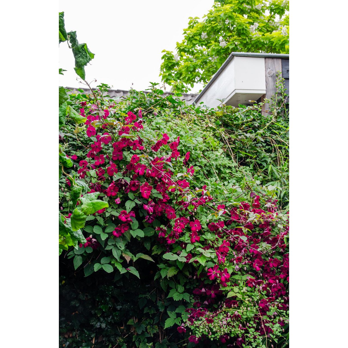 Clematis Hagley Hybrid rood Ø15cm ↕65cm