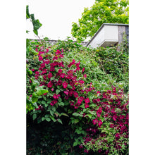 Clematis Hagley Hybrid rood Ø15cm ↕65cm