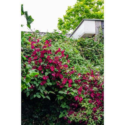 Clematis Hagley Hybrid rood Ø15cm ↕65cm