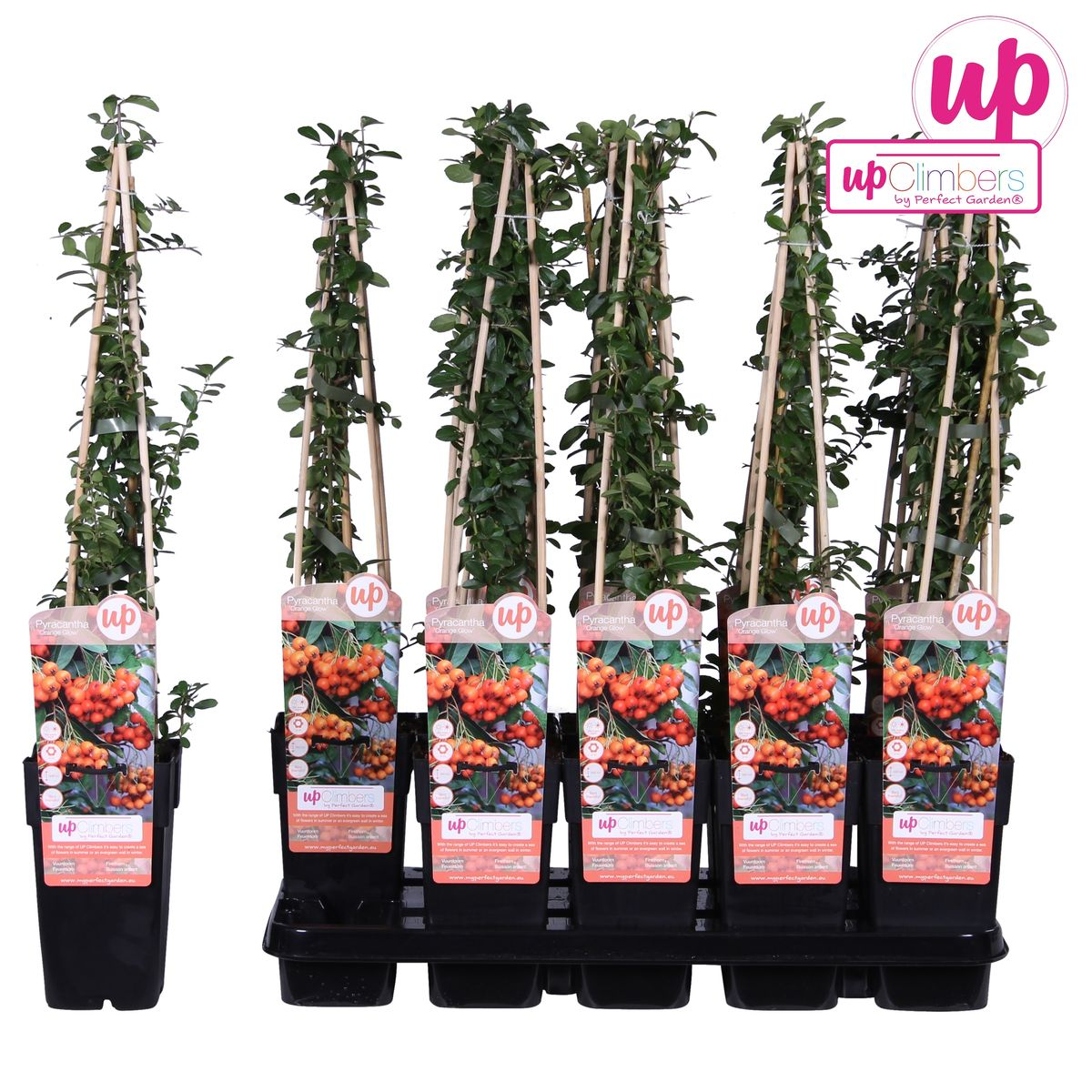 Pyracantha 'oranje gloed' leiplant 65 cm