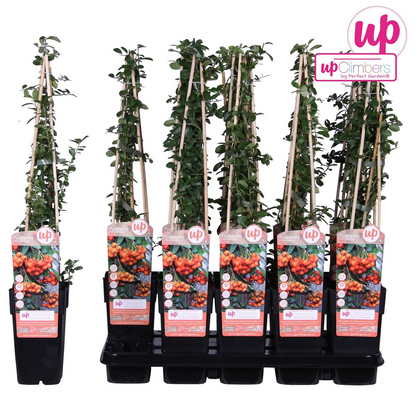 Pyracantha 'oranje gloed' leiplant 65 cm