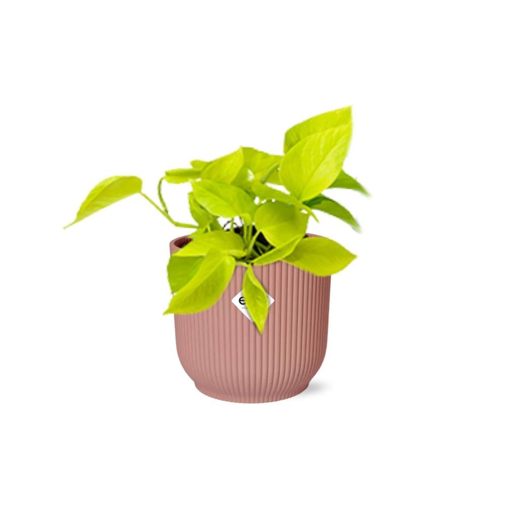 Kamerplant Epipremnum Golden Pothos in Elho pot roze 14cm