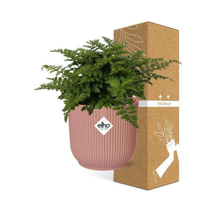 Asplenium Parvati varen 14 cm roze pot