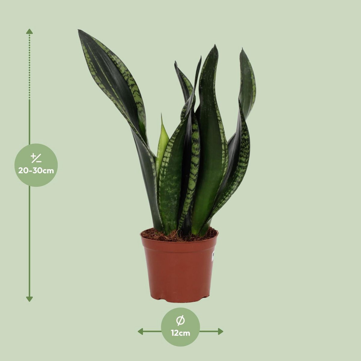 Sansevieria Whitey 12 cm - Ø12cm - ↕27cm