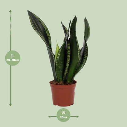Sansevieria Whitey 12 cm - Ø12cm - ↕27cm
