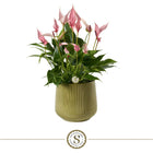 Anthurium Lilli met keramieken pot London 16 cm glanzend