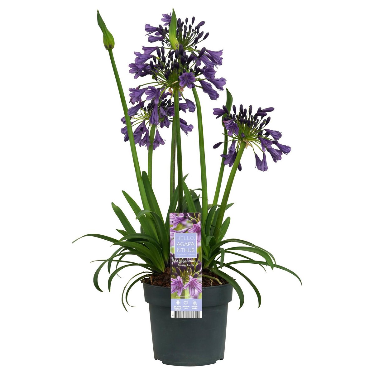 Agapanthus Poppin Purple pot Ø19 cm