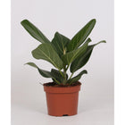 Ficus Bengalensis - Ø4.7in - ↕9.8in