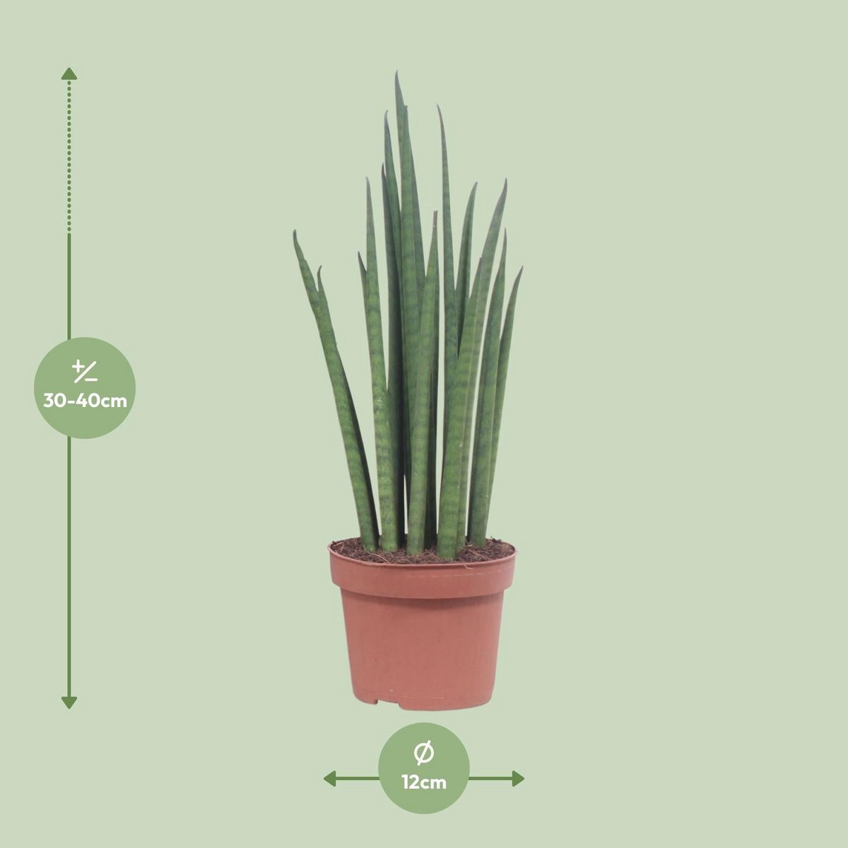Sansevieria Mickal kamerplant Ø12cm 40cm