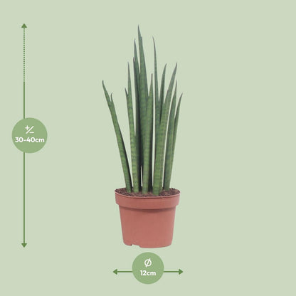 Sansevieria Mickal kamerplant Ø12cm 40cm