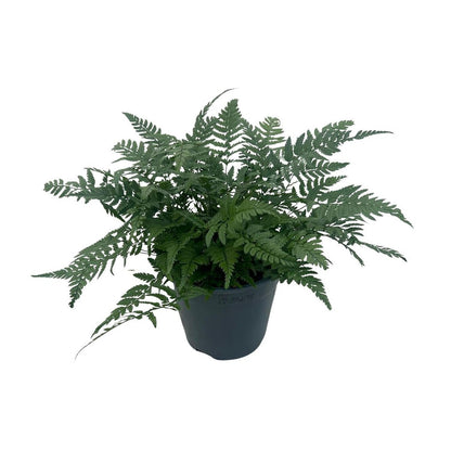 Polysteek Tsussimense 'Korean Rock Fern' 14cm (Buit Varen, Garden Fern) - Ø14cm - ↕30cm
