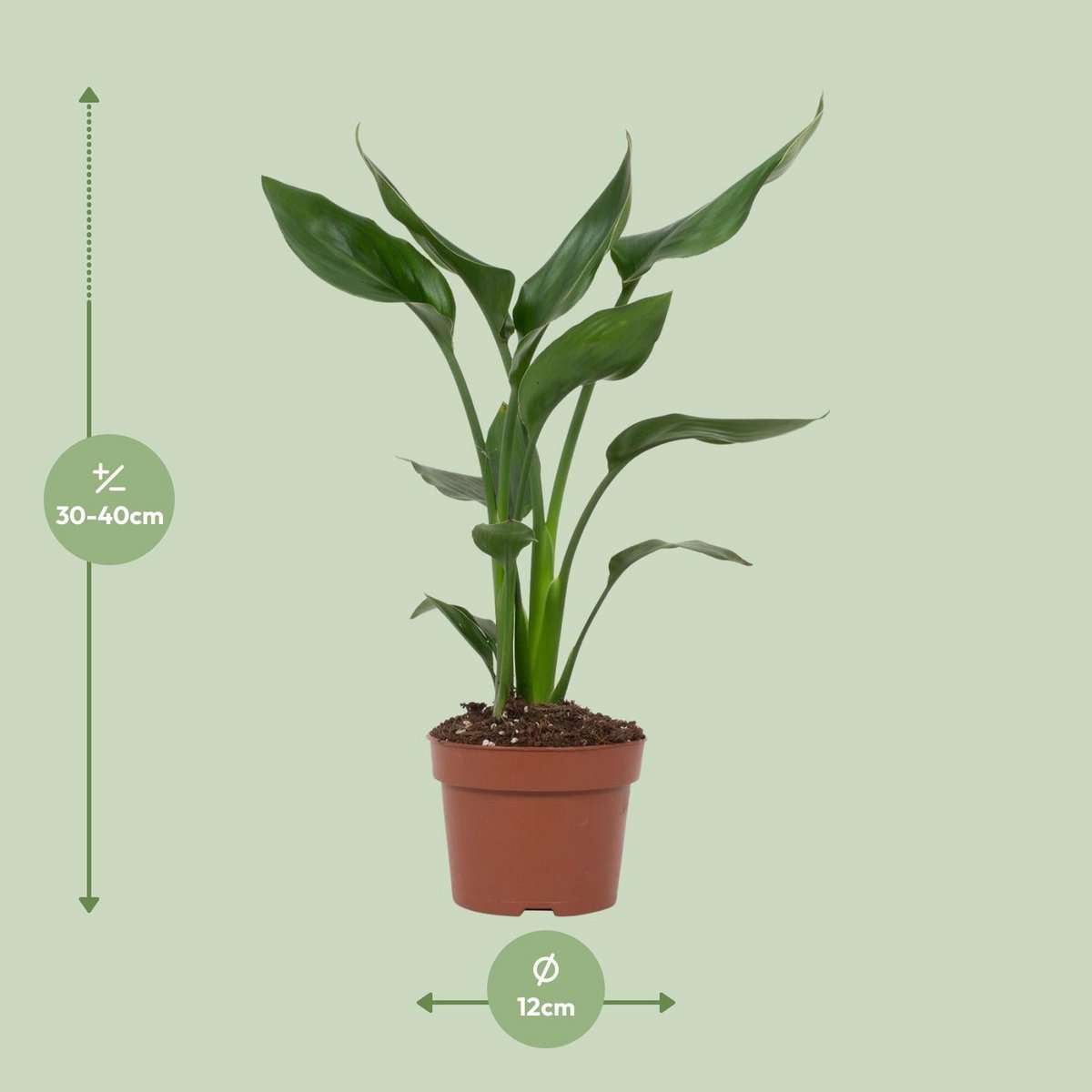 Strelitzia Queen kamerplant Ø12cm ↕35cm
