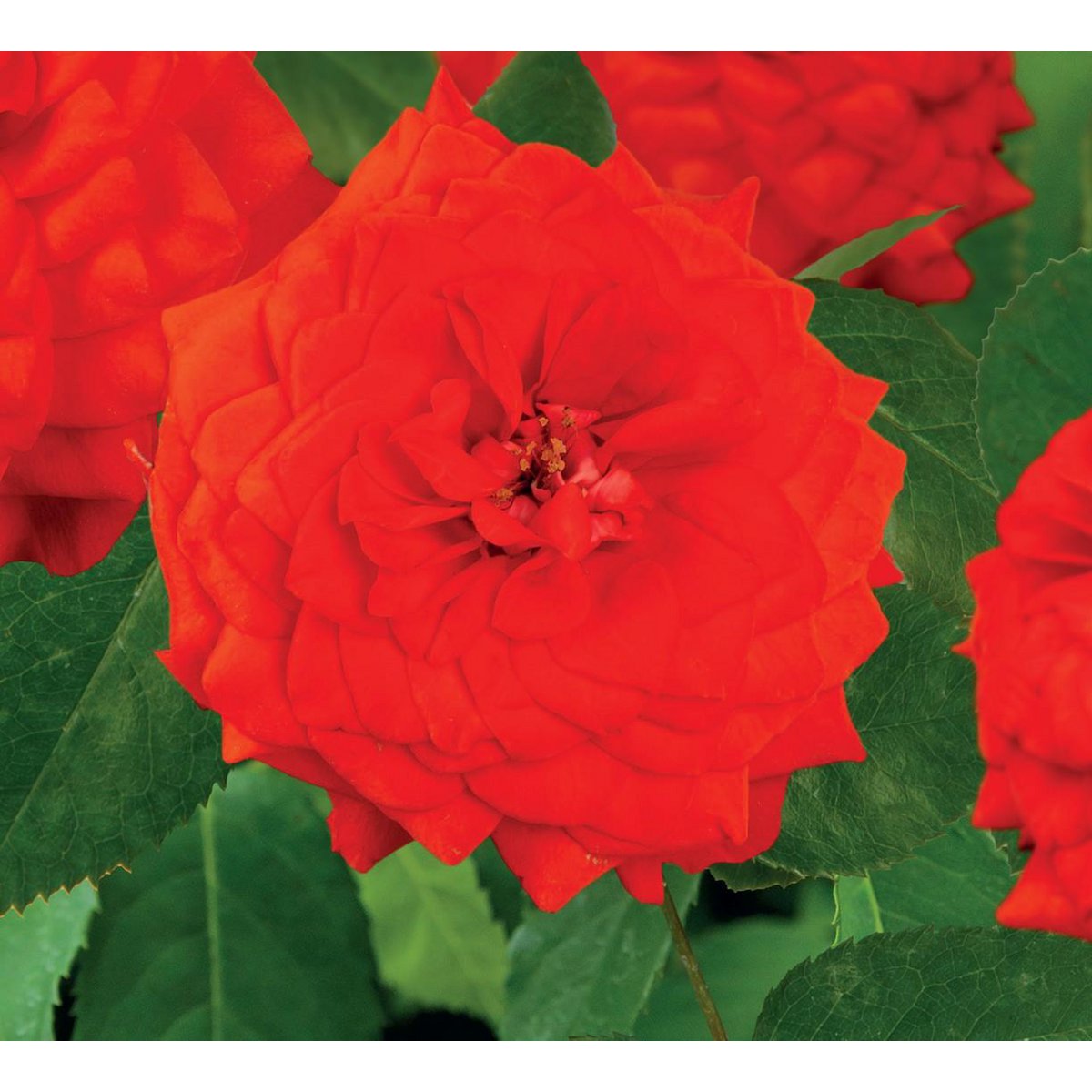 Rosa 'Superb Queen' +3.0 label - Ø15cm - ↕65cm