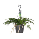 Kamerplant Davallia Bullata Ø17cm ↕30cm
