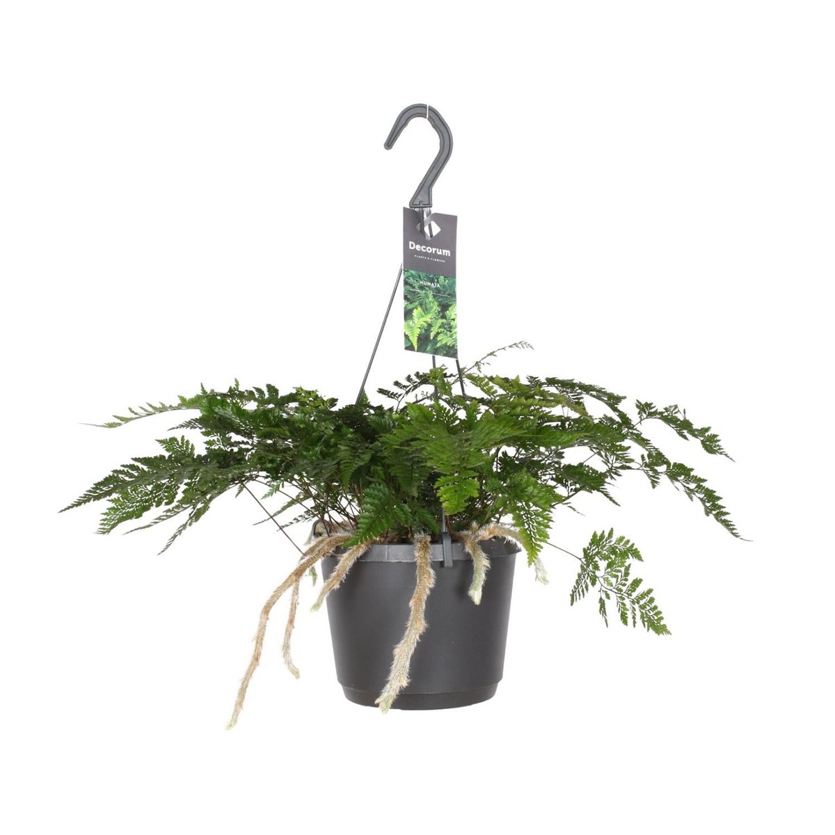 Kamerplant Davallia Bullata Ø17cm ↕30cm
