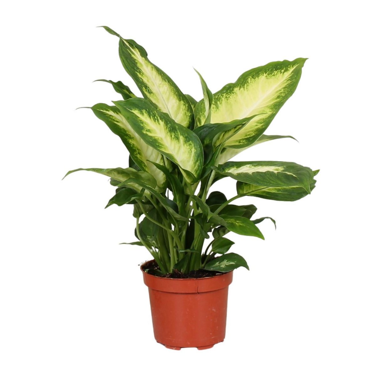 Kamerplant Dieffenbachia Camilla Ø12cm 35cm